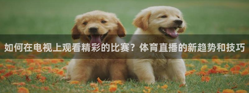 如何在电视上观看精彩的比赛？体育直播的新趋势和技巧