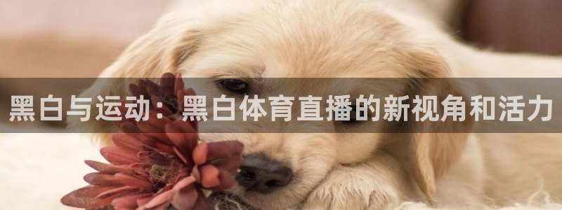 黑白与运动：黑白体育直播的新视角和活力