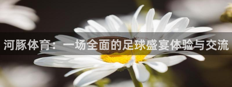 河豚体育：一场全面的足球盛宴体验与交流