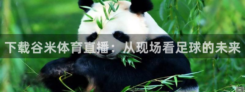 下载谷米体育直播：从现场看足球的未来